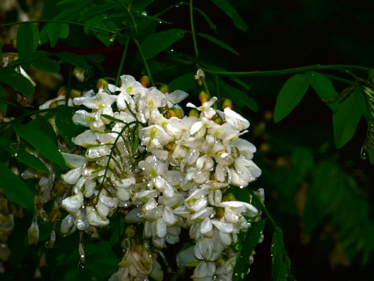 {Robinia pseudoacacia}
